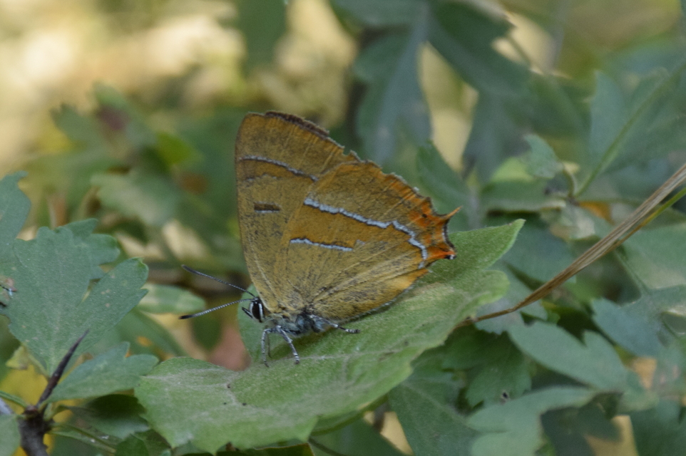 Thecla betulae - nyírfalepke