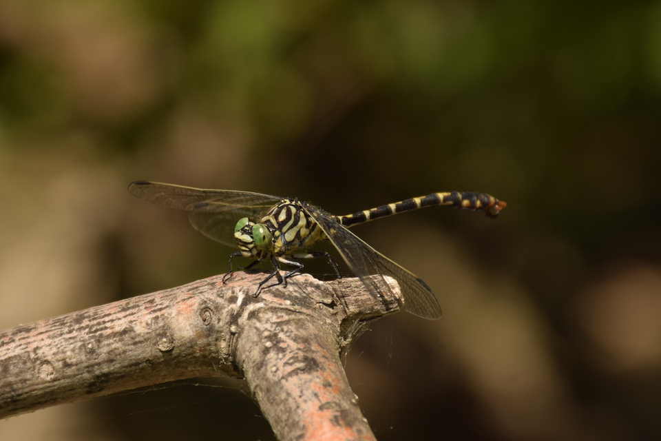 Onychogomphus forcipatus - gyűrűs folyami-szitakötő