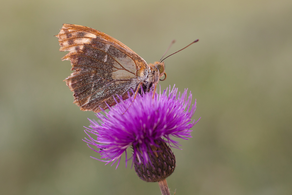 Argynnis pandora - zöldes gyöngyházlepke