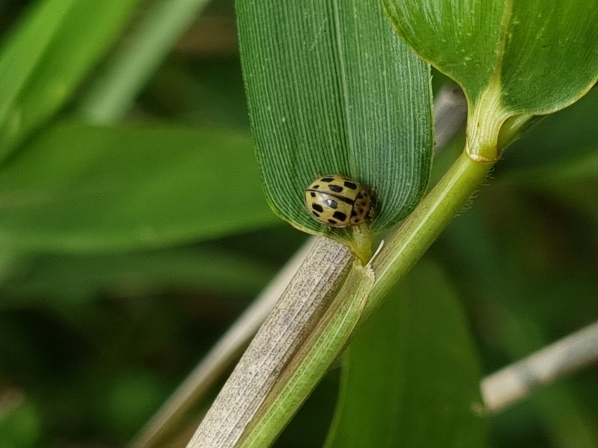 Propylea quatuordecimpunctata - tizennégypettyes füsskata
