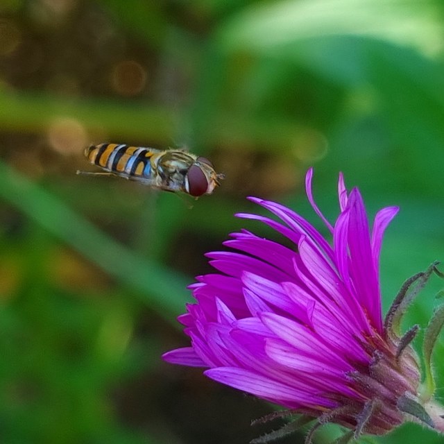 Episyrphus balteatus - ékfoltos zengőlégy