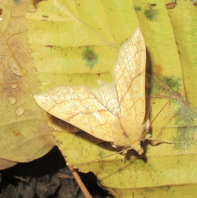 Tiliacea citrago - citromszínű sárgabagoly