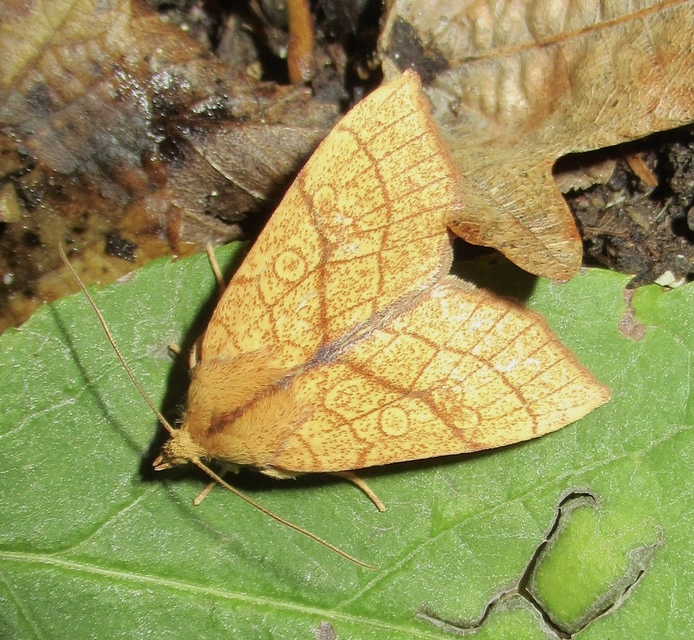 Tiliacea citrago - citromszínű sárgabagoly