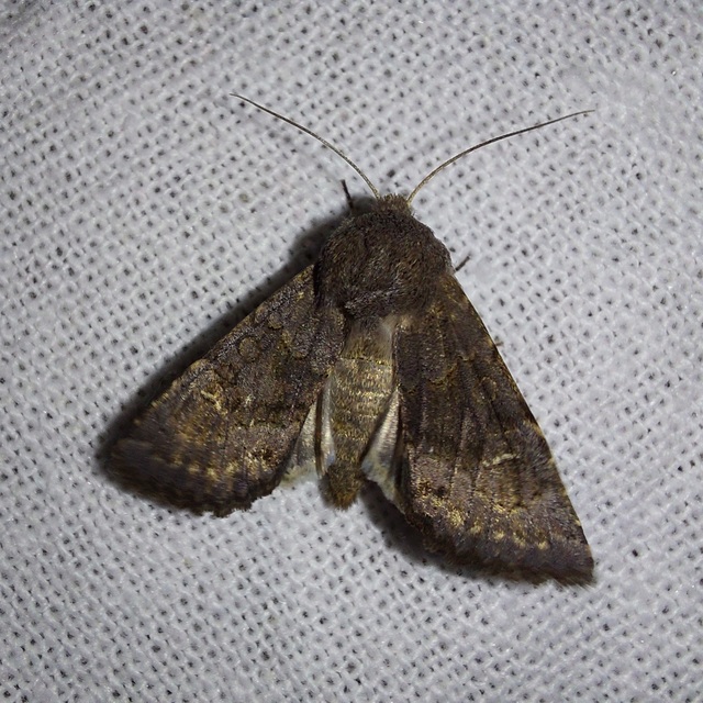 Aporophyla lutulenta - sziki őszibagoly