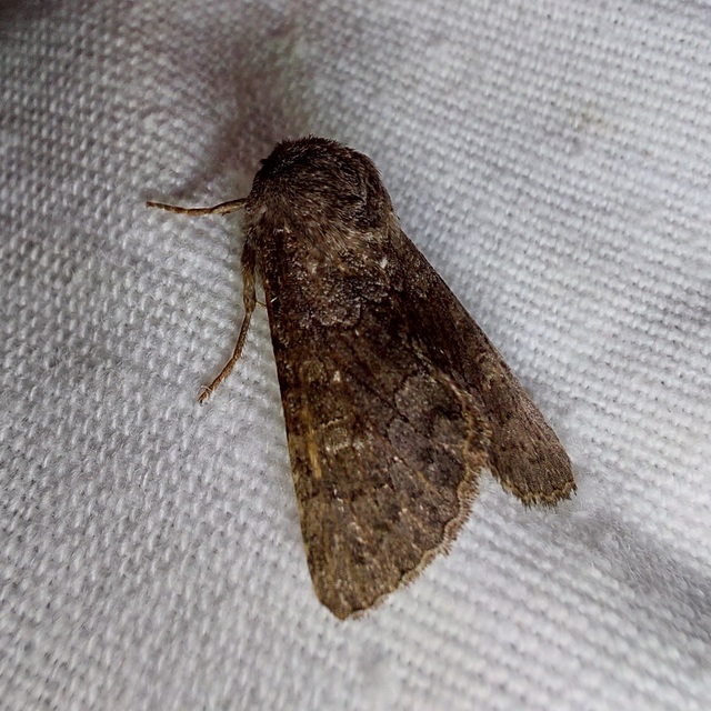 Aporophyla lutulenta - sziki őszibagoly
