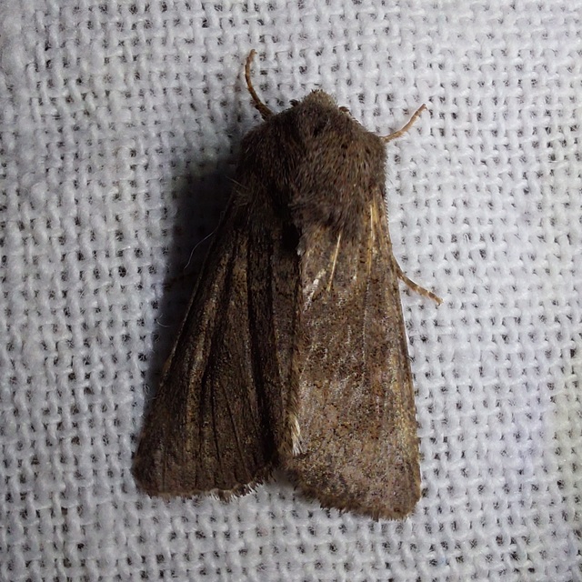 Aporophyla lutulenta - sziki őszibagoly