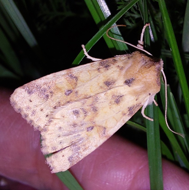 Cirrhia gilvago/ocellaris