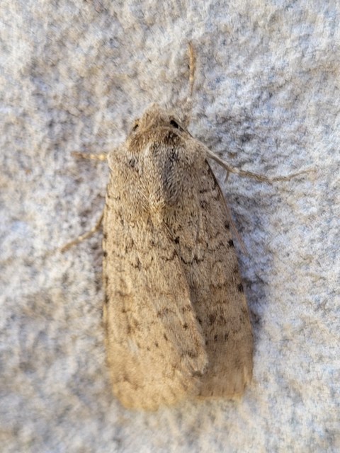 Rhyacia simulans - hamvas földibagoly