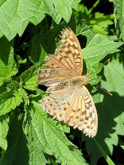 Argynnis pandora - zöldes gyöngyházlepke