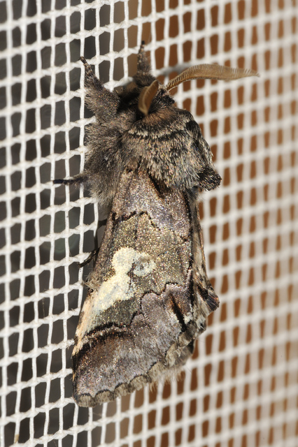 Diloba caeruleocephala - őszi kékesbagoly