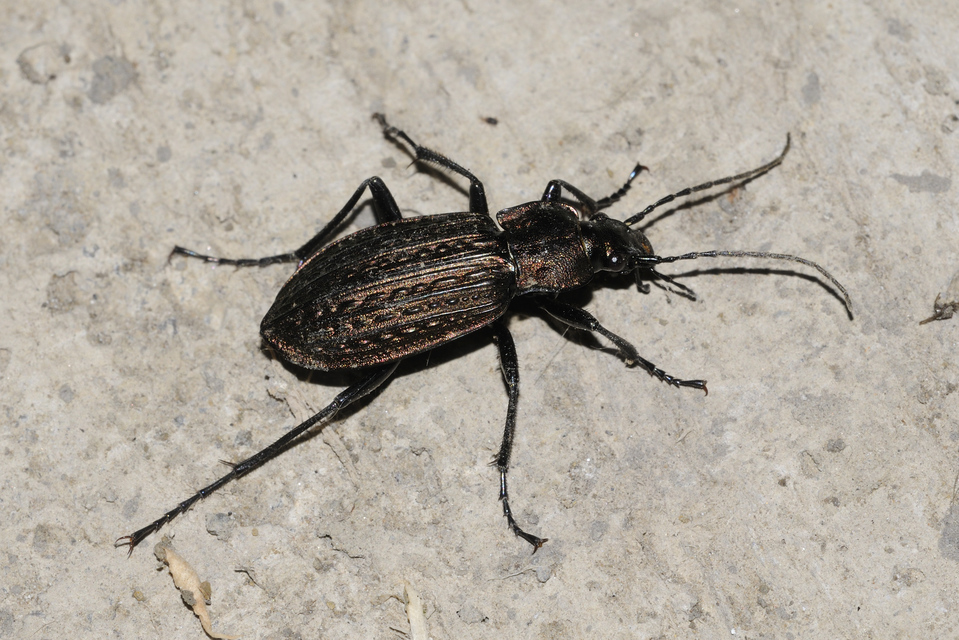 Carabus granulatus - mezei futrinka