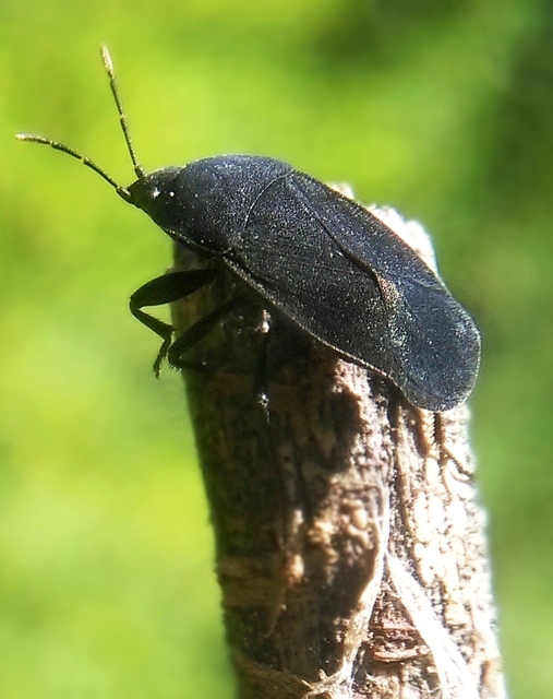 Aellopus atratus - cigánybodobács