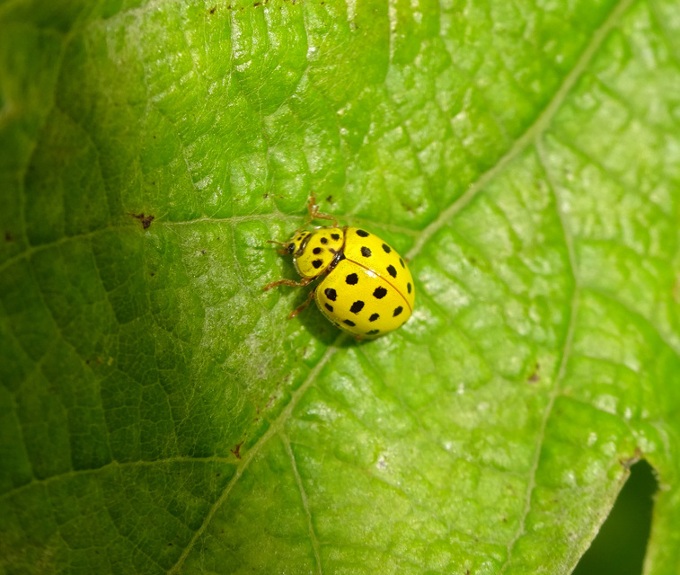Psyllobora vigintiduopunctata - huszonkétpettyes katica