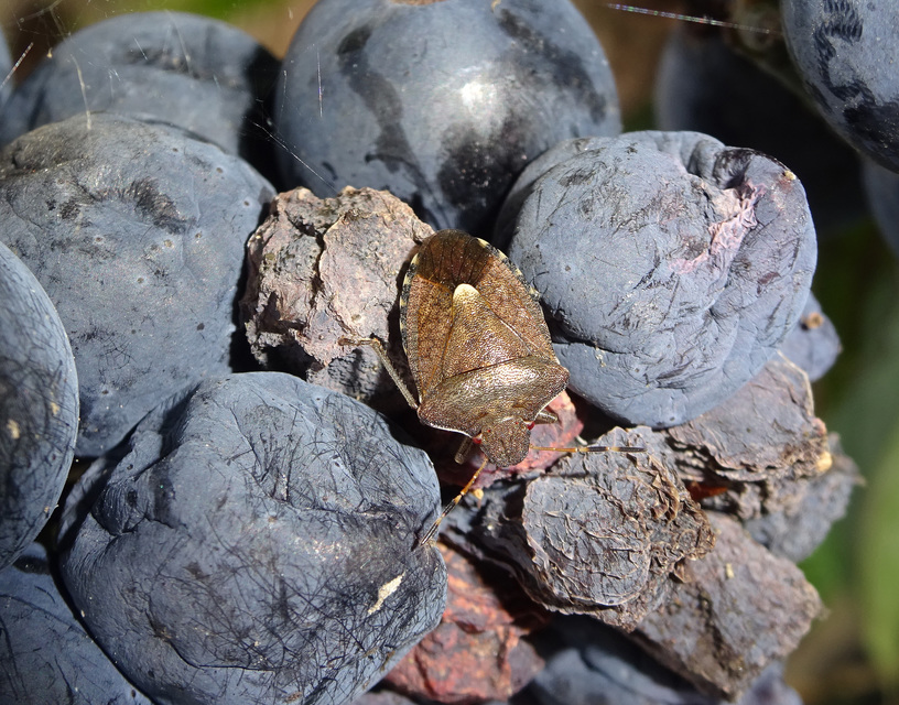 Peribalus strictus - tavaszi címerespoloska Peribalus strictus - tavaszi címerespoloska