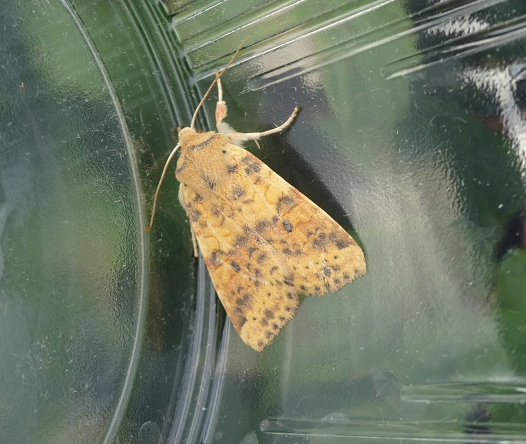 Cirrhia gilvago - foltos sárgabagoly