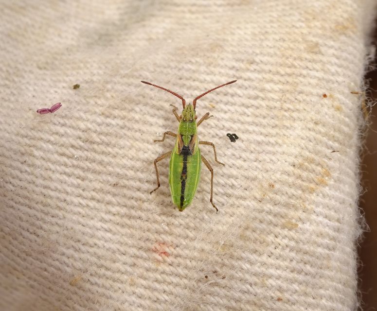 Myrmus miriformis - kurtaszárnyú karimáspoloska