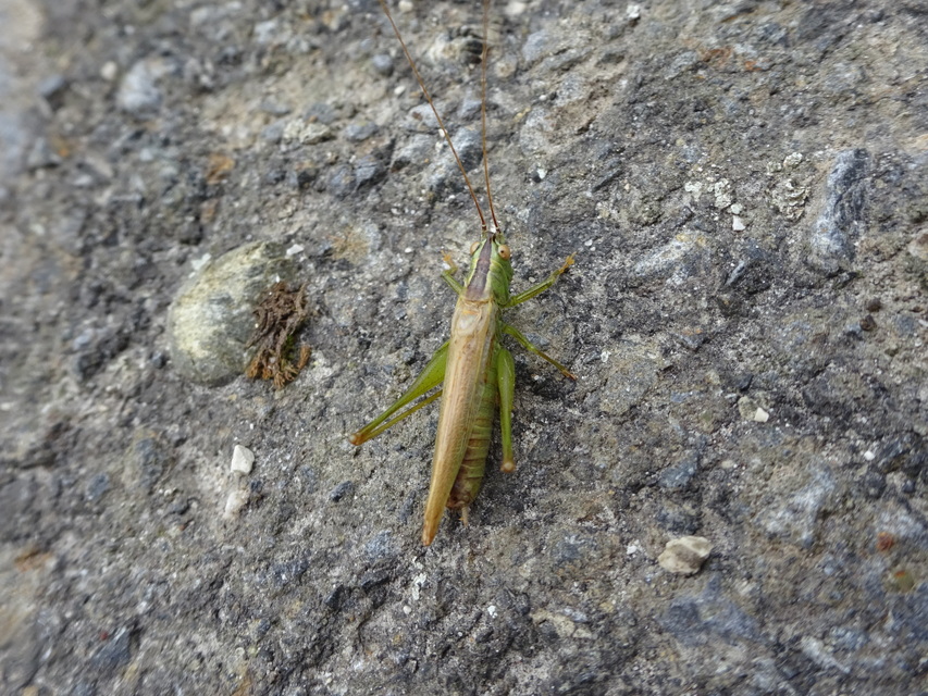 Conocephalus fuscus - kis kúpfejűszöcske