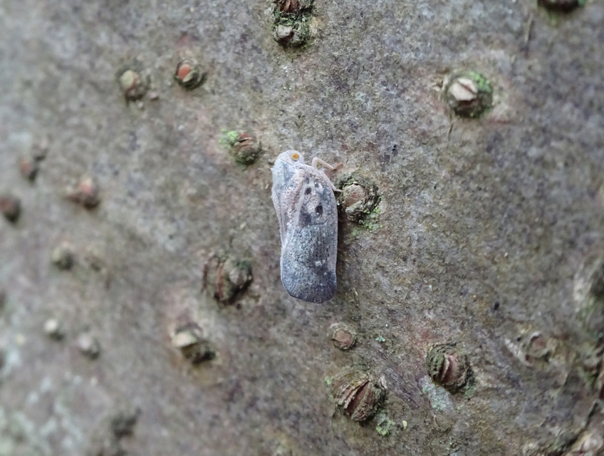 Metcalfa pruinosa - amerikai lepkekabóca