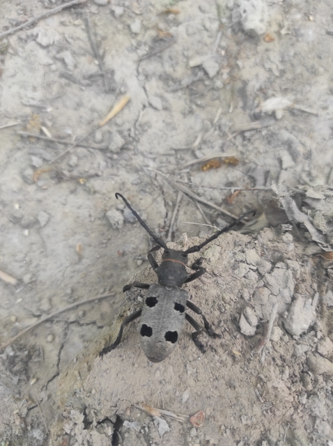 Morimus asper funereus - gyászcincér