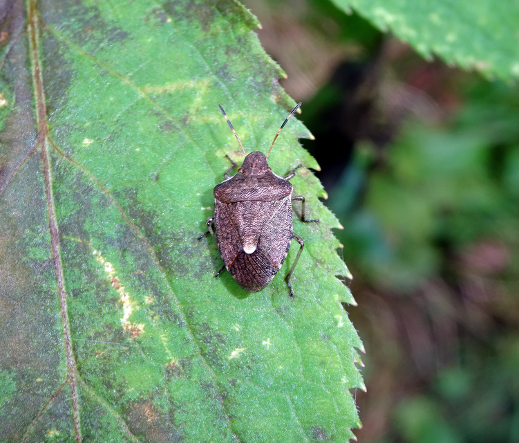 Peribalus strictus - tavaszi címerespoloska Peribalus strictus - tavaszi címerespoloska