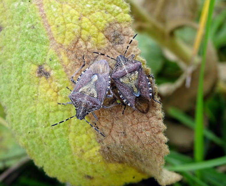 Dolycoris baccarum - közönséges bogyómászó-poloska Dolycoris baccarum - közönséges bogyómászó-poloska