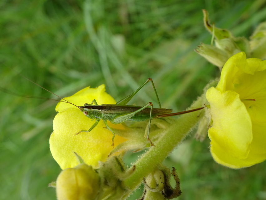 Conocephalus fuscus - kis kúpfejűszöcske