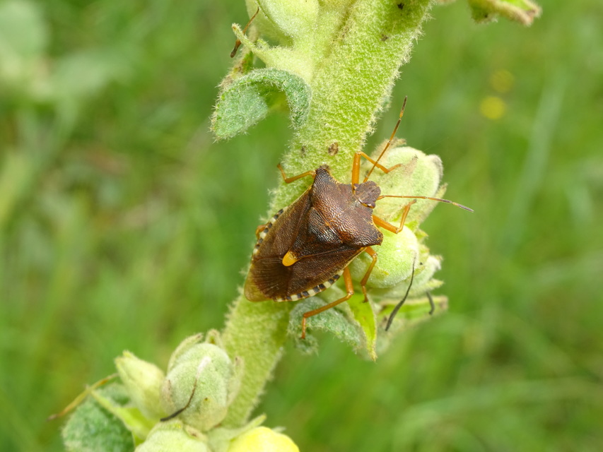 Pentatoma rufipes - vöröslábú címerespoloska Pentatoma rufipes - vöröslábú címerespoloska