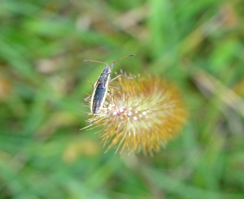 Myrmus miriformis - kurtaszárnyú karimáspoloska