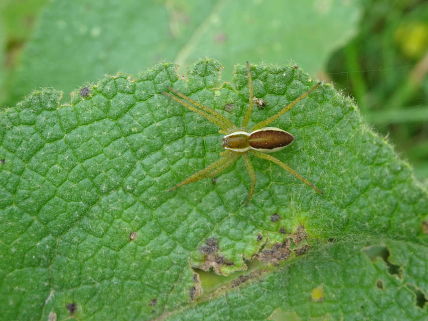 Dolomedes fimbriatus - szegélyes vidrapók