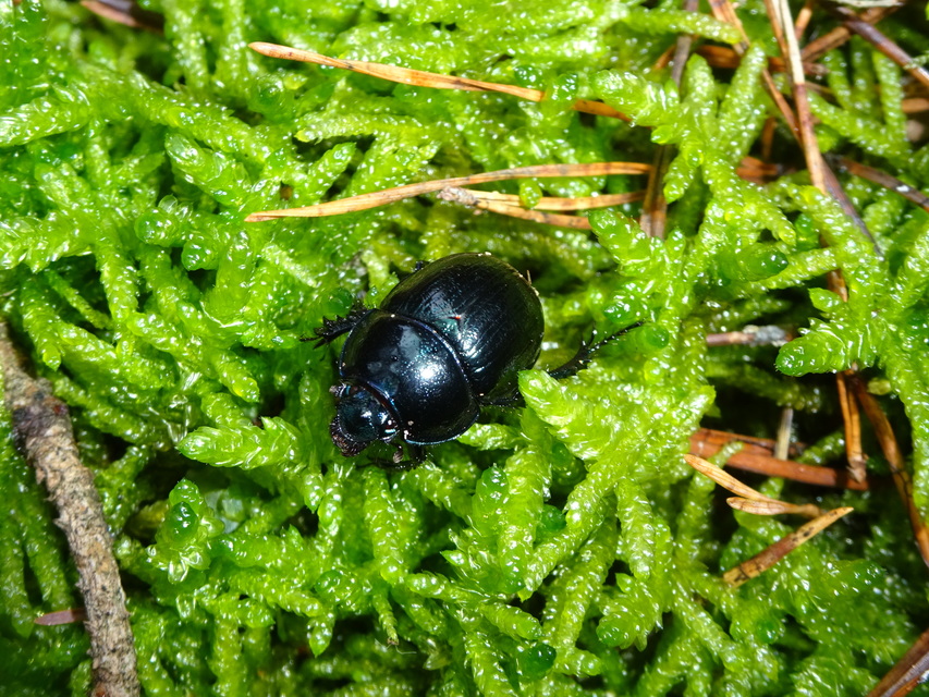Anoplotrupes stercorosus - erdei álganéjtúró