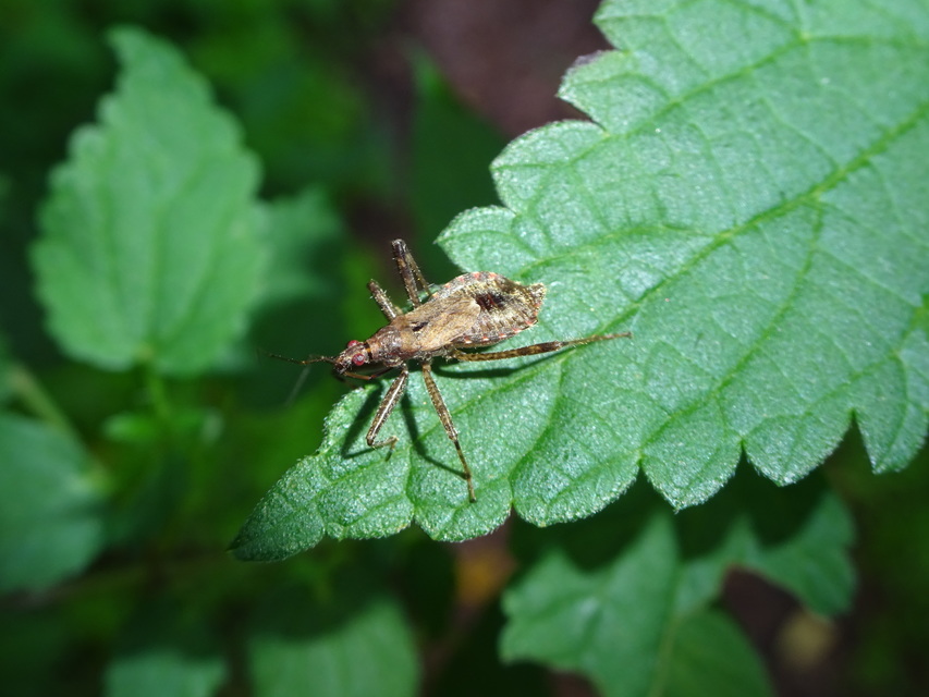 Himacerus apterus - nagy tolvajpoloska