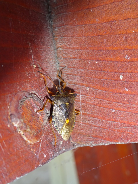 Pentatoma rufipes - vöröslábú címerespoloska Pentatoma rufipes - vöröslábú címerespoloska