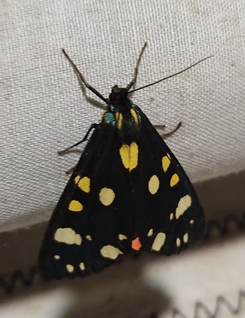 Callimorpha dominula - fémes medvelepke