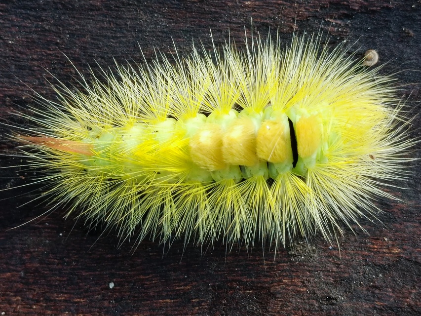 Calliteara pudibunda - hamvasszövő