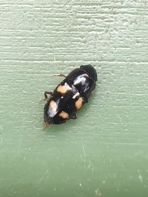 Glischrochilus quadrisignatus - amerikai fénybogár Glischrochilus quadrisignatus - amerikai fénybogár