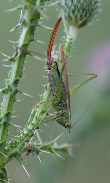 Conocephalus fuscus - kis kúpfejűszöcske