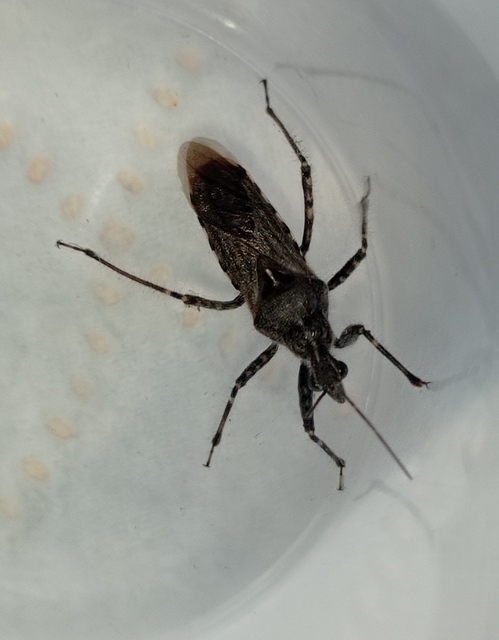 Coranus