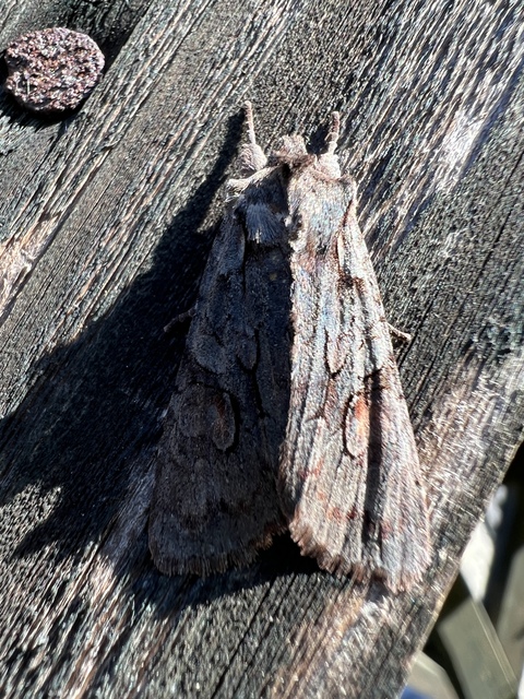 Lithophane furcifera - villás fabagoly