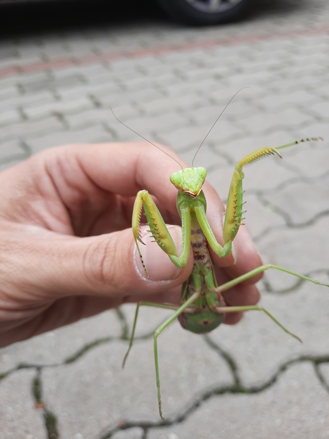 Hierodula tenuidentata - óriás ázsiai imádkozósáska