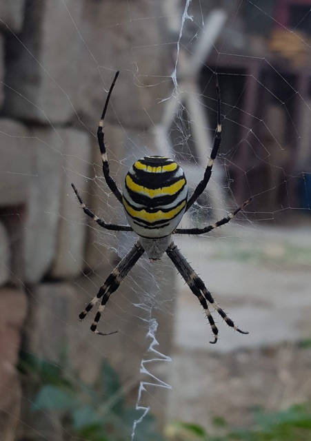 Argiope bruennichi - darázspók