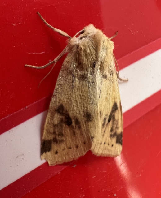 Cirrhia icteritia - nyárfa-sárgabagoly