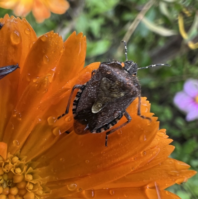 Dolycoris baccarum - közönséges bogyómászó-poloska Dolycoris baccarum - közönséges bogyómászó-poloska