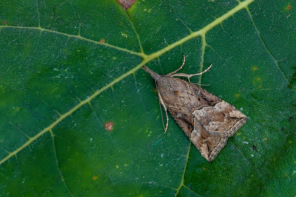 Hypena rostralis - közönséges karcsúbagoly