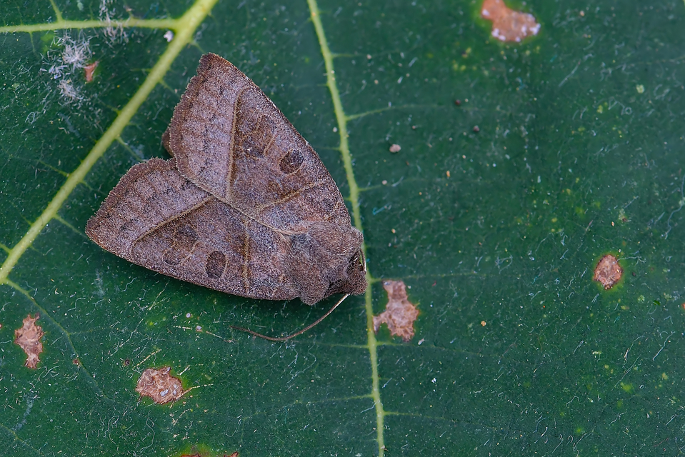 Mesogona oxalina - hegyesszárnyú madársóskabagoly