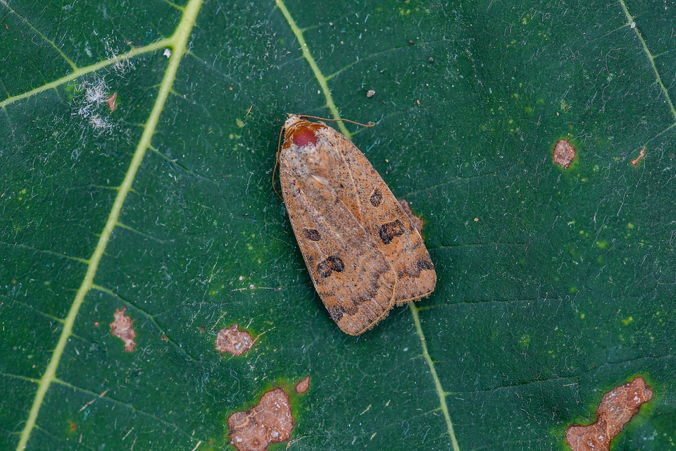 Noctua interposita - köztes sárgafűbagoly