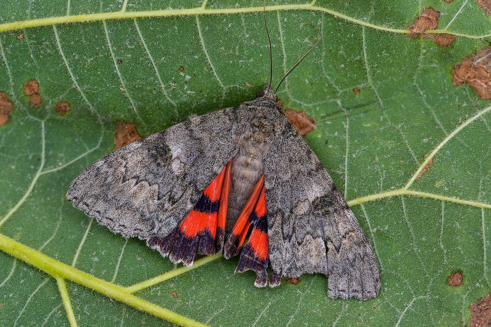 Catocala nupta - piros övesbagoly