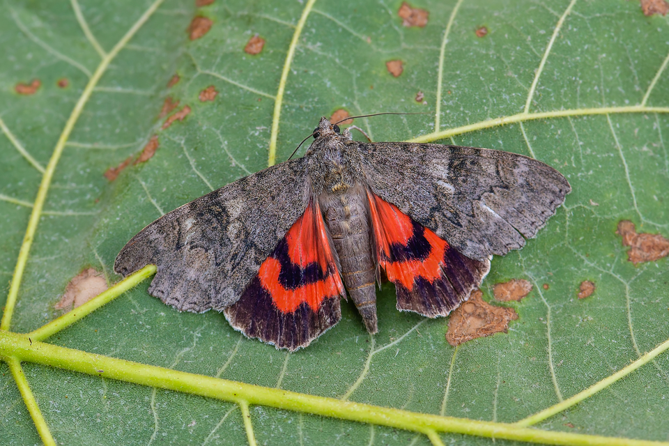 Catocala nupta - piros övesbagoly