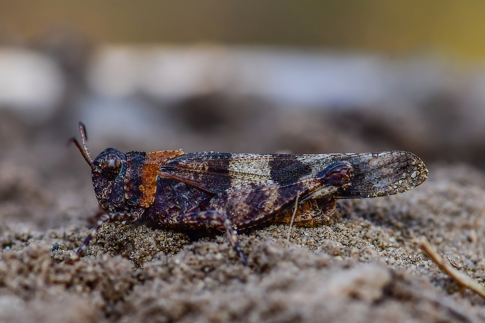 Oedipoda caerulescens - kékszárnyú sáska