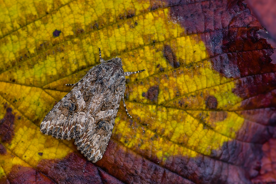 Hadula trifolii - lóherebagoly Hadula trifolii - lóherebagoly