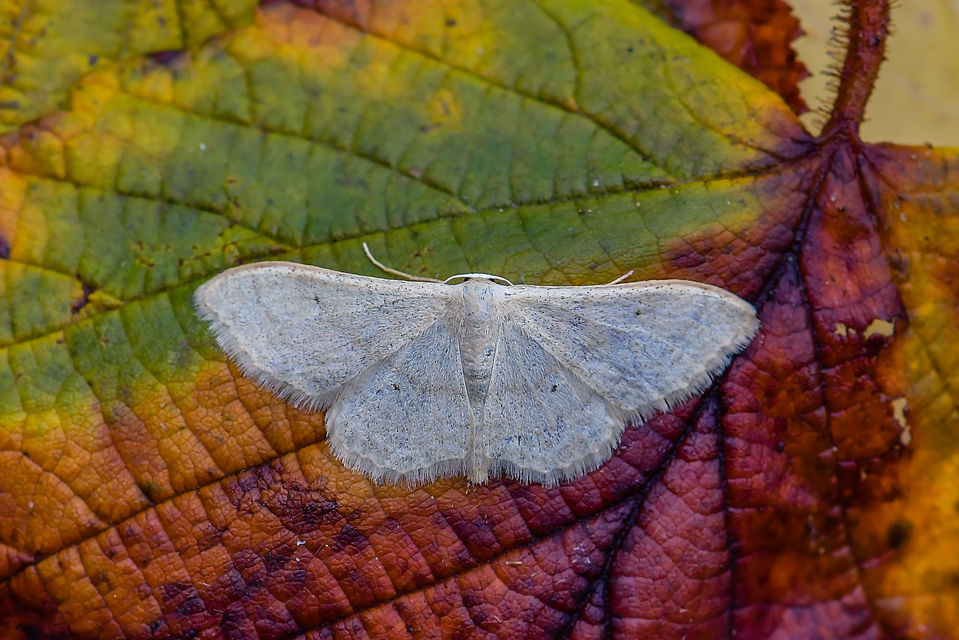 Idaea deversaria - egyszínű sávosaraszoló